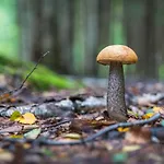 Casa vacanze Chatki Na Kaszubach