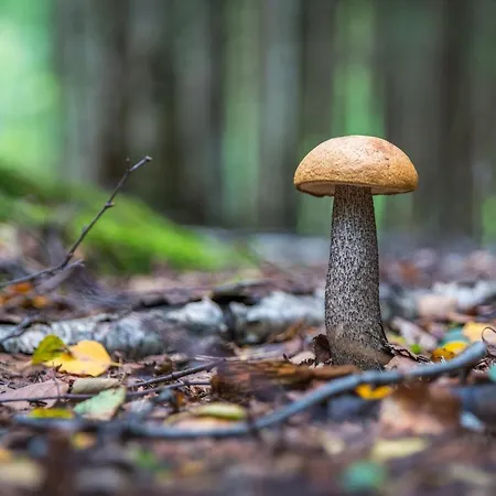 Сasa de vacaciones Chatki Na Kaszubach