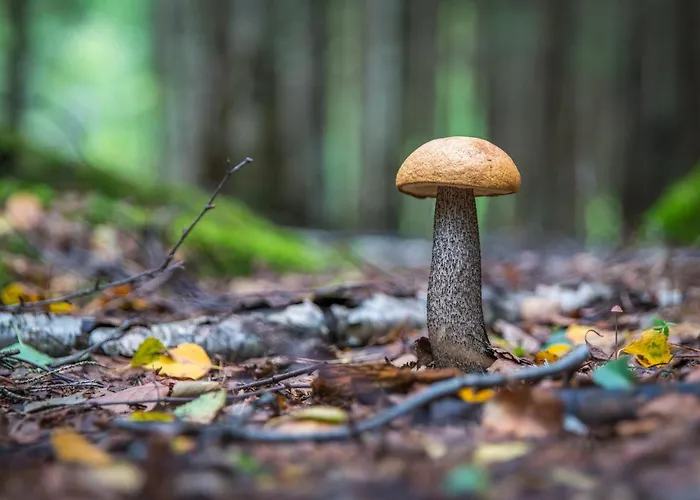 Nyaraló Chatki Na Kaszubach